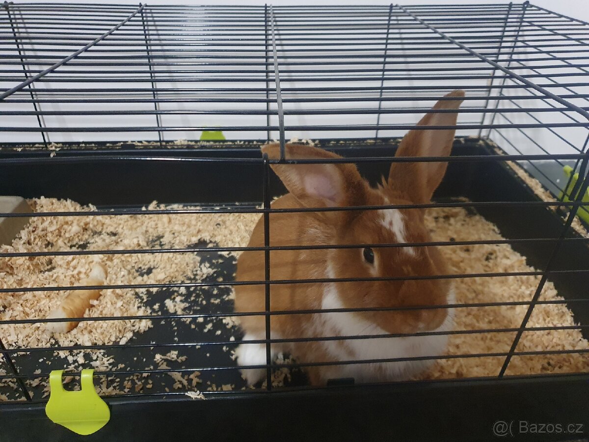Králík- daruji