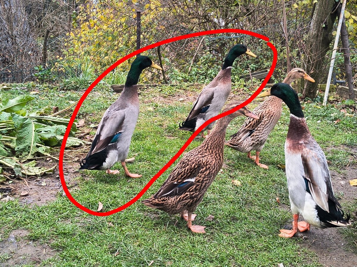 Prodám 2 kačery indického běžce divoké zbarvení