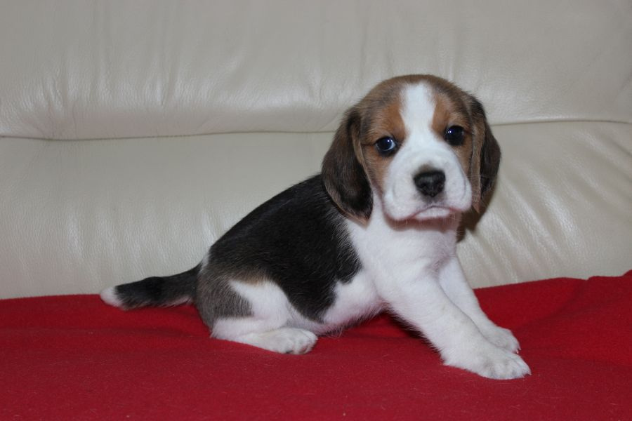 Beagle - szczeniaczki ZKwP