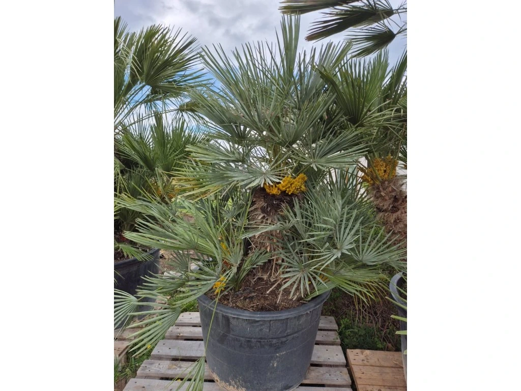 Žumara nízká - Chamareops Humilis Cerifera