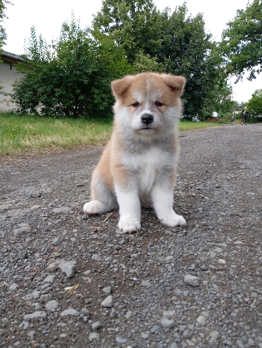 Akita inu bez PP