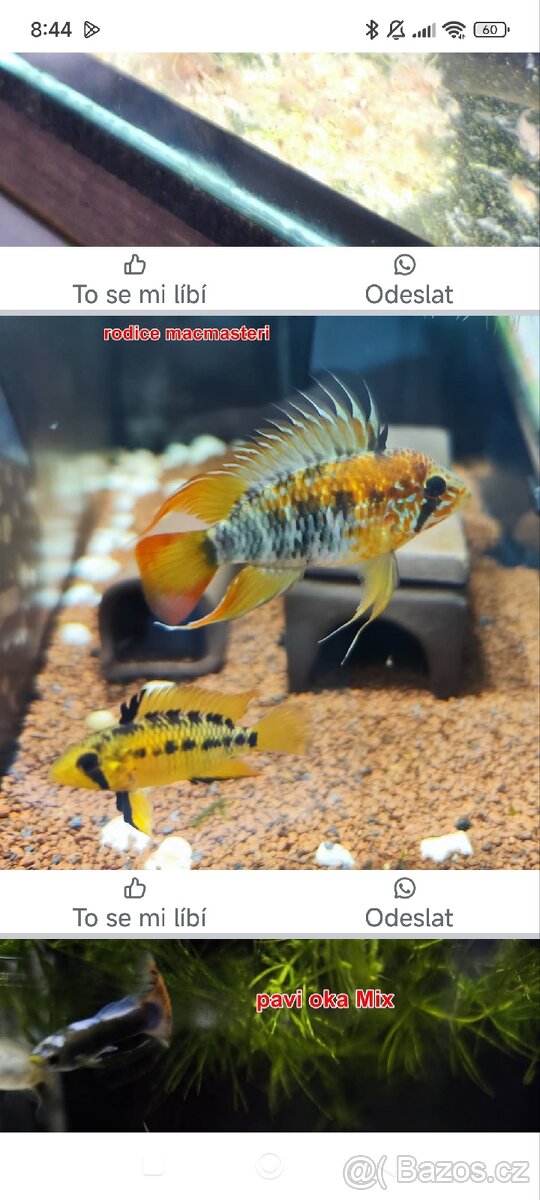 Apistogramma macmasteri