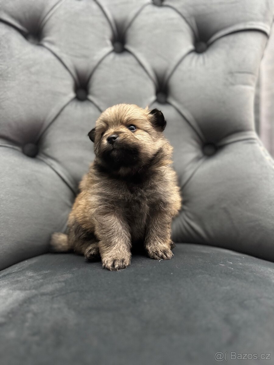 Německý špic Pomeranian