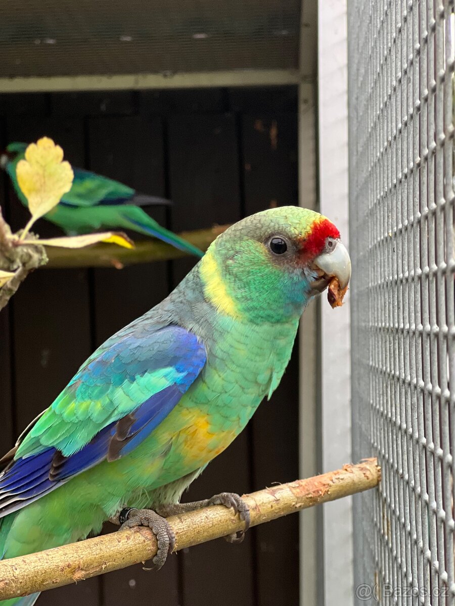 Bernard červenočelý štěp. na modré