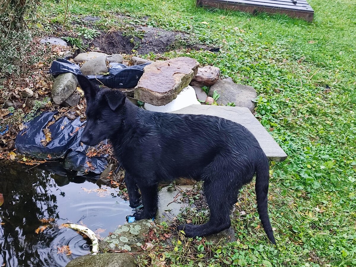 Německý ovčák štěně s PP