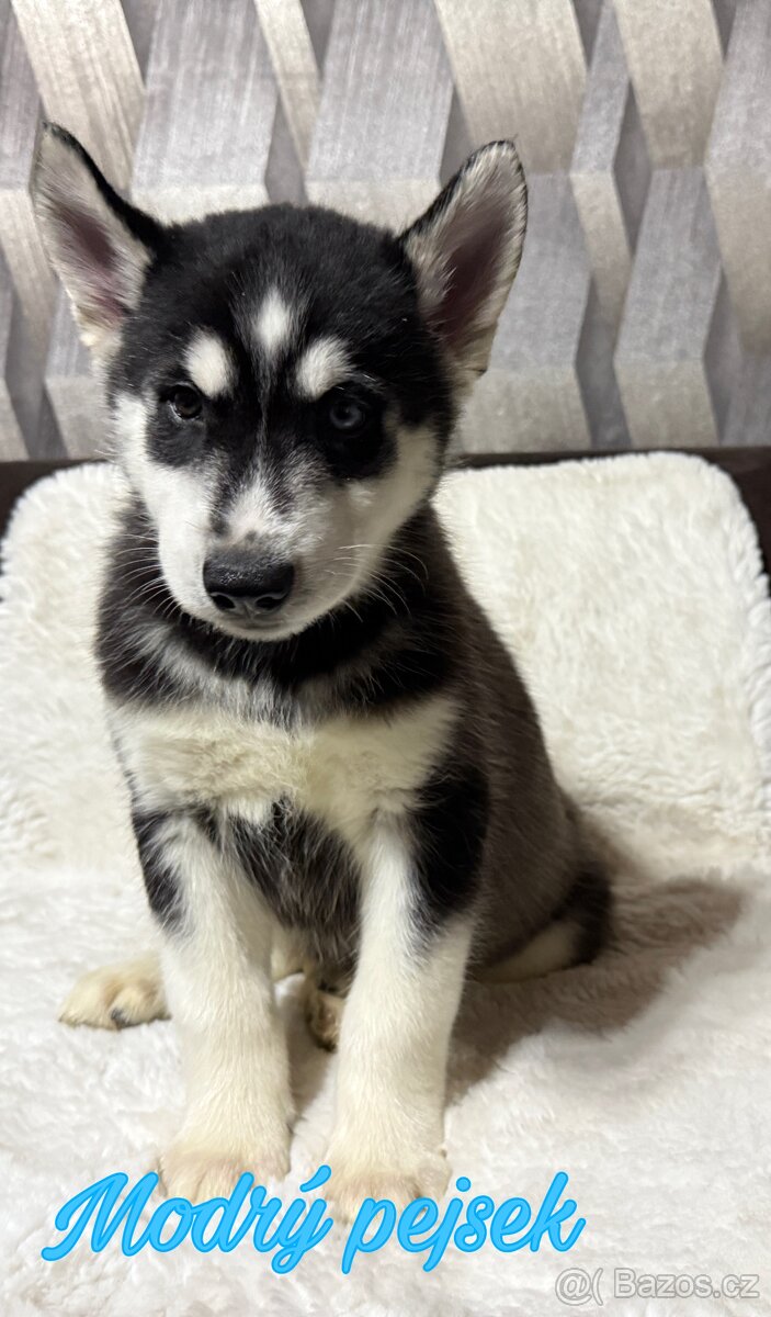 Štěňátka Sibiřský husky
