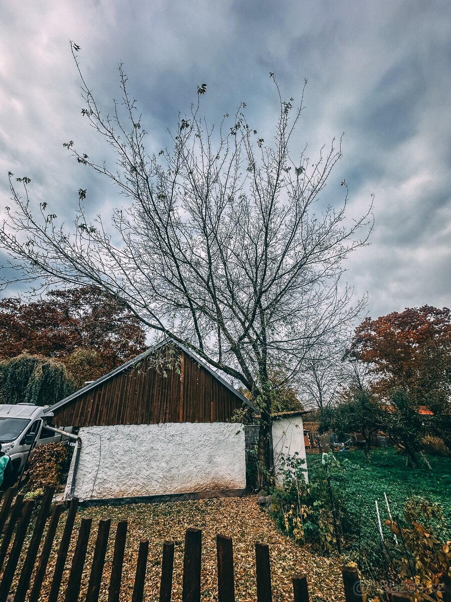 Rizikové kácení stromů