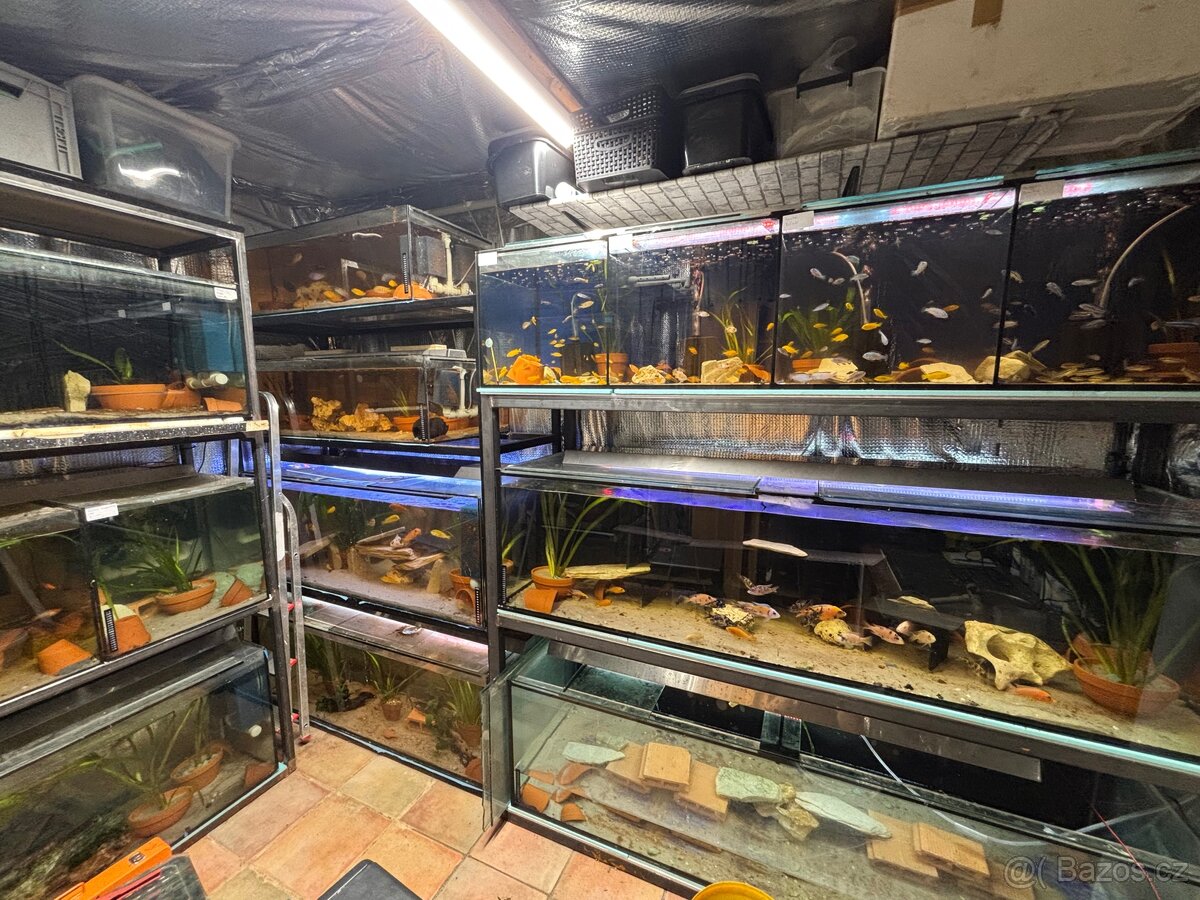 Tlamovci Malawi Tanganika