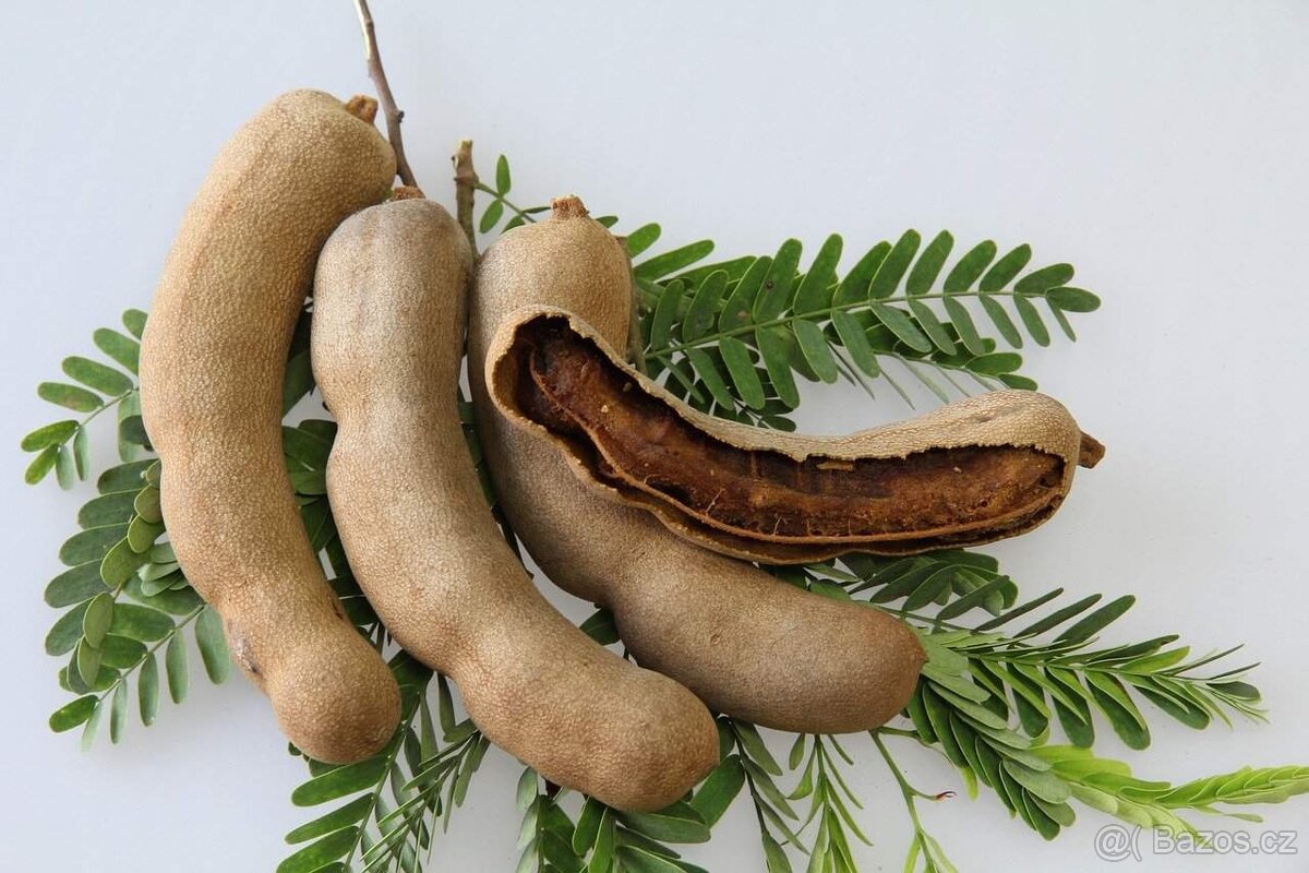 Tamarind indický