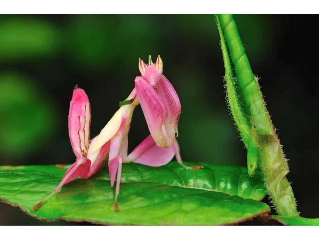 Kudlanky coronatus a další