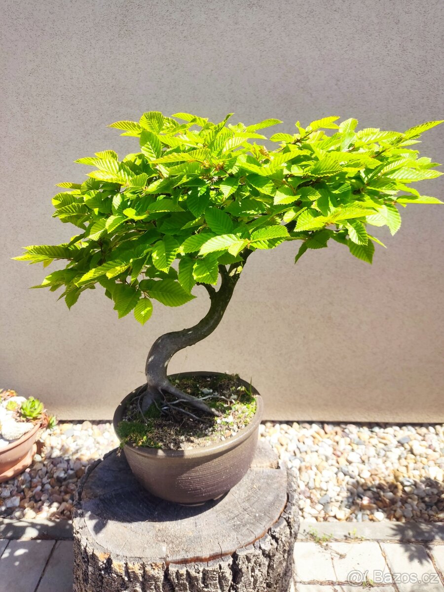 Tvarovaný strom, bonsai, niwaki, yamadori