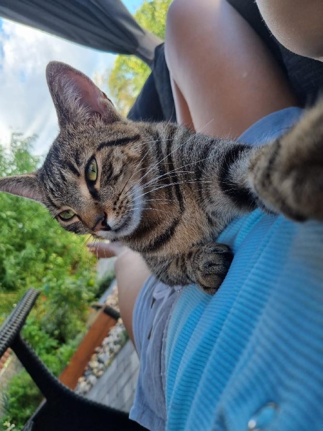 KOČIČKA Velká mazlilka HLEDÁ DOMOV.