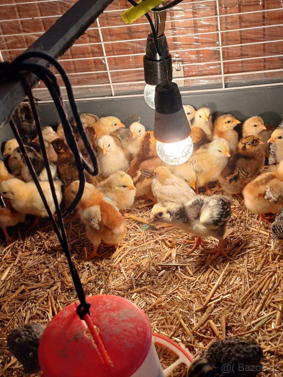 Zdrobnělá vyandotka a sasexka MIX