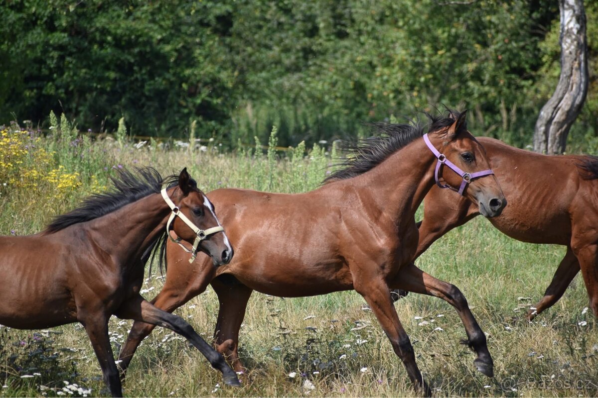 Hřebeček 1,5 roku