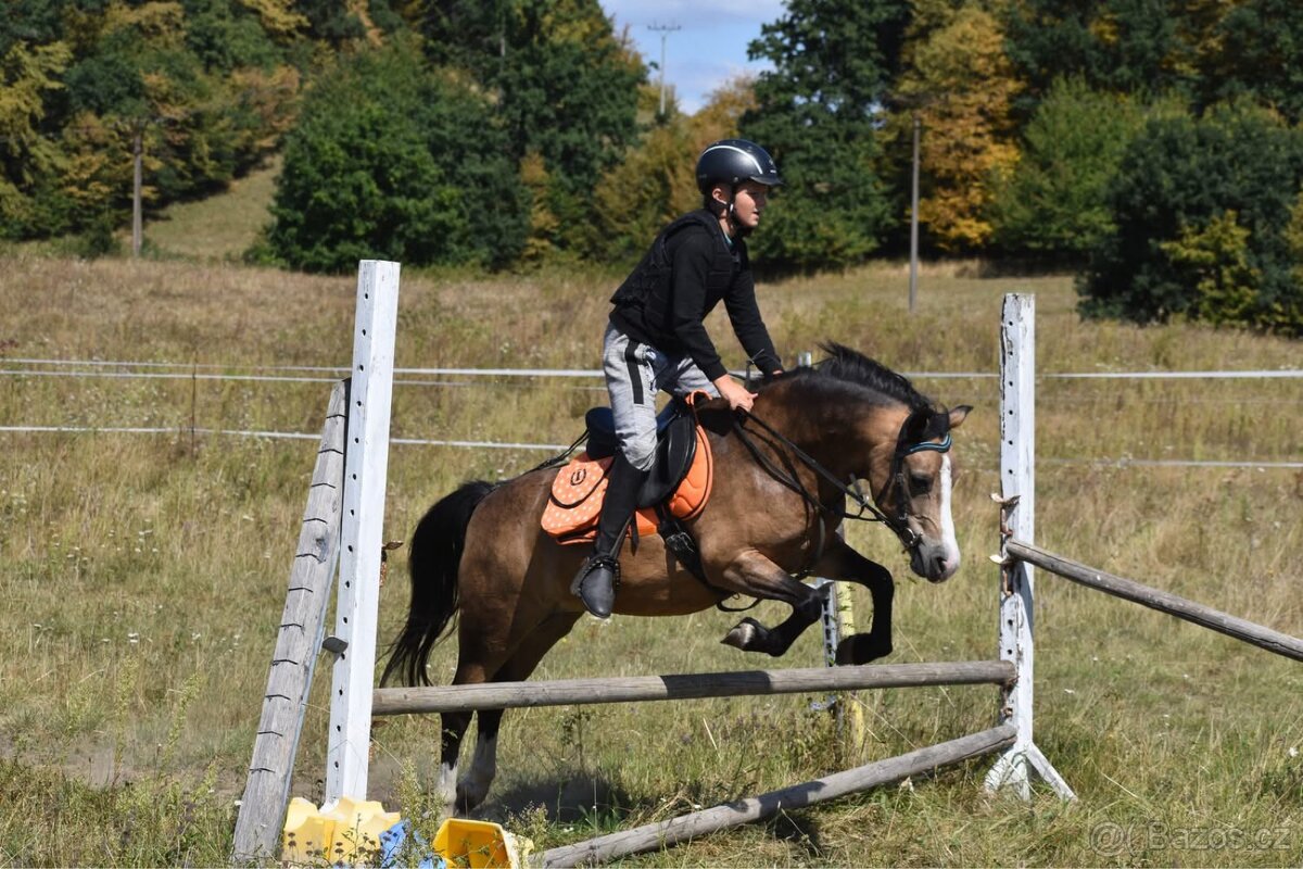 Pony kobylka kategorie S