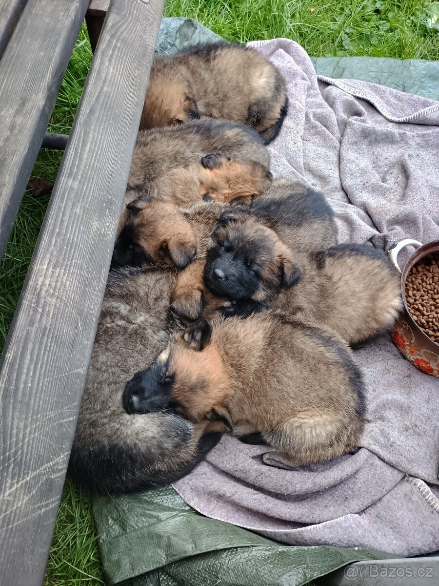 Šťěňata ovčáka NOxBO