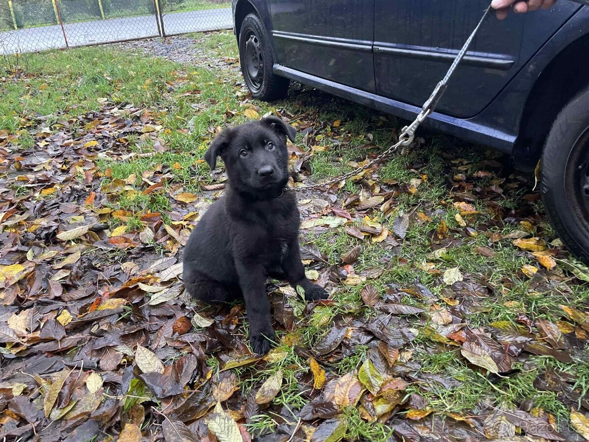 Německý ovčák - štěně