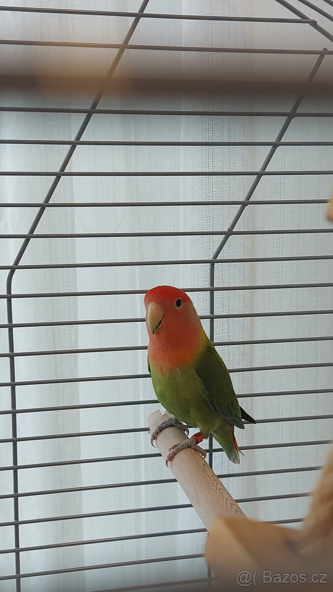 Agapornis