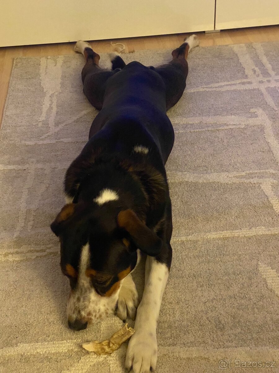Daruji pejska křížence