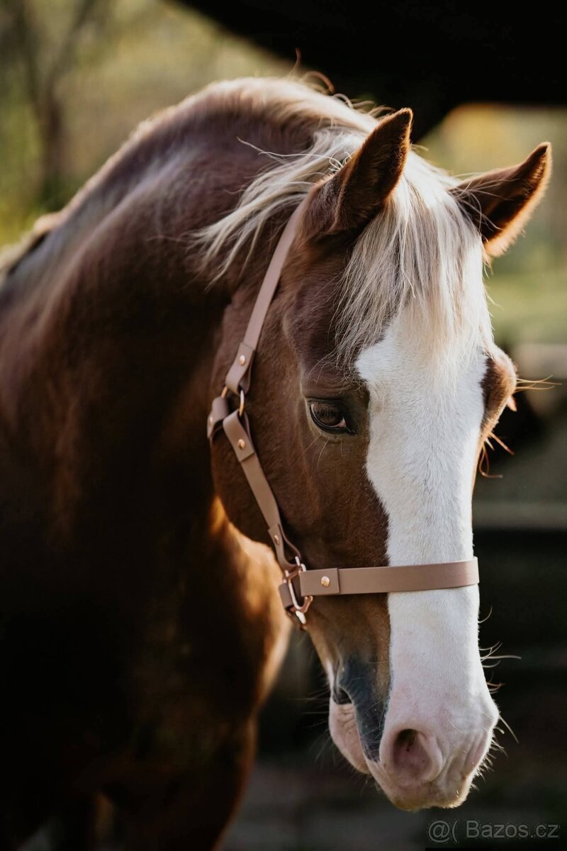 Připouštění Welsh cob - D