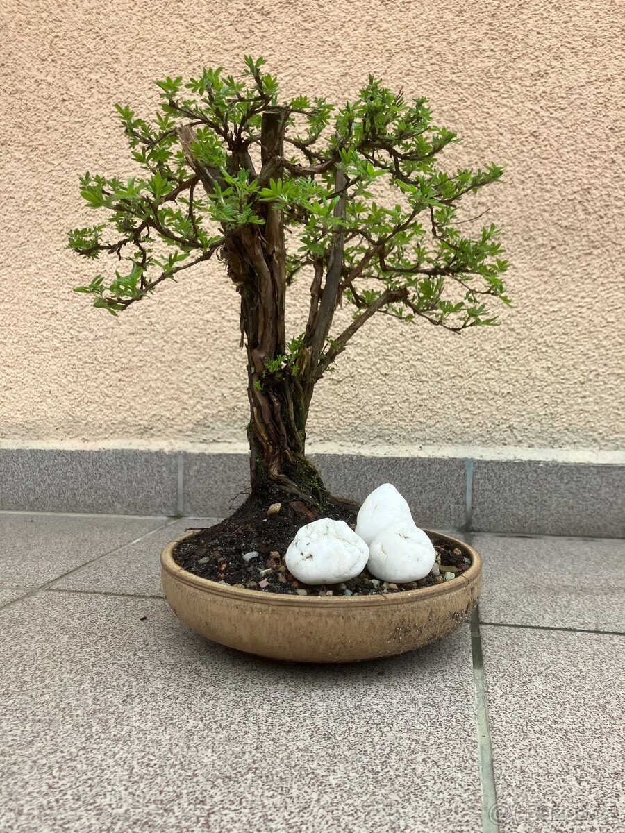 Bonsai, Bonsaj, mochna křovitá