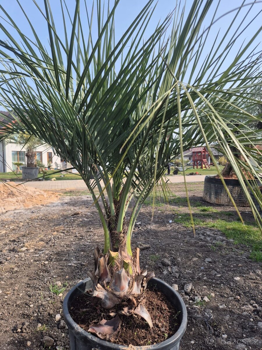 Palma Butia capitata