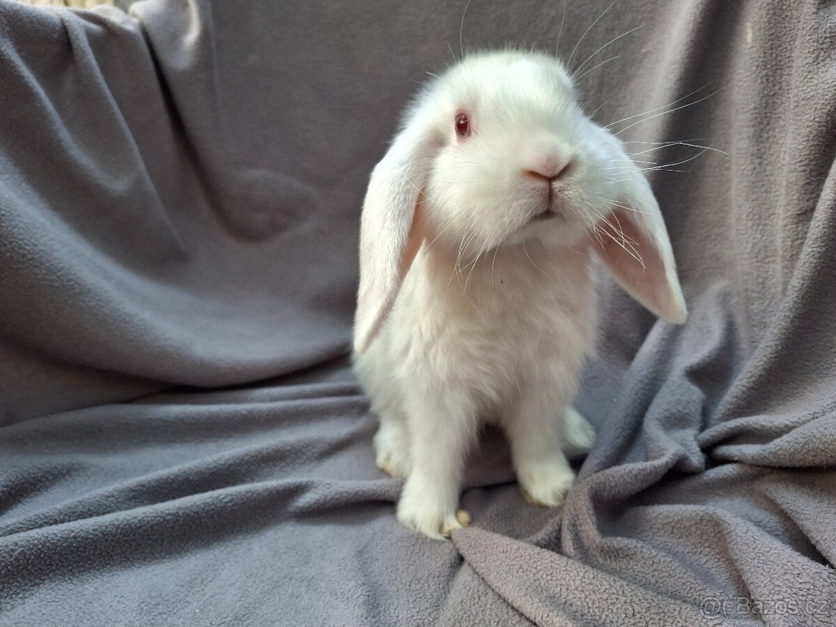 Zakrslý beránek mláďata