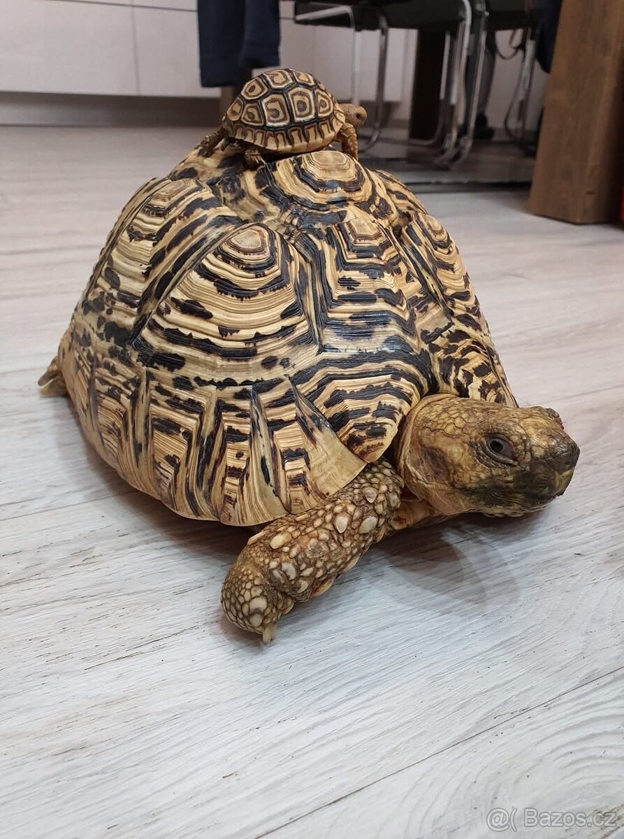 Želva pardálí 4 kg