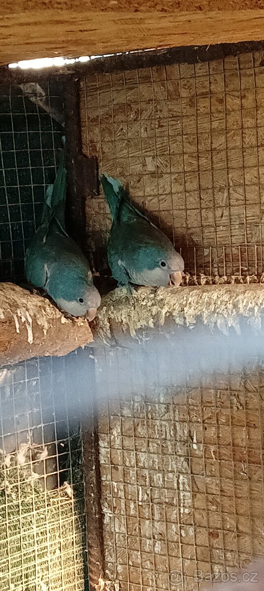 Mníšek šedý modrá mutace