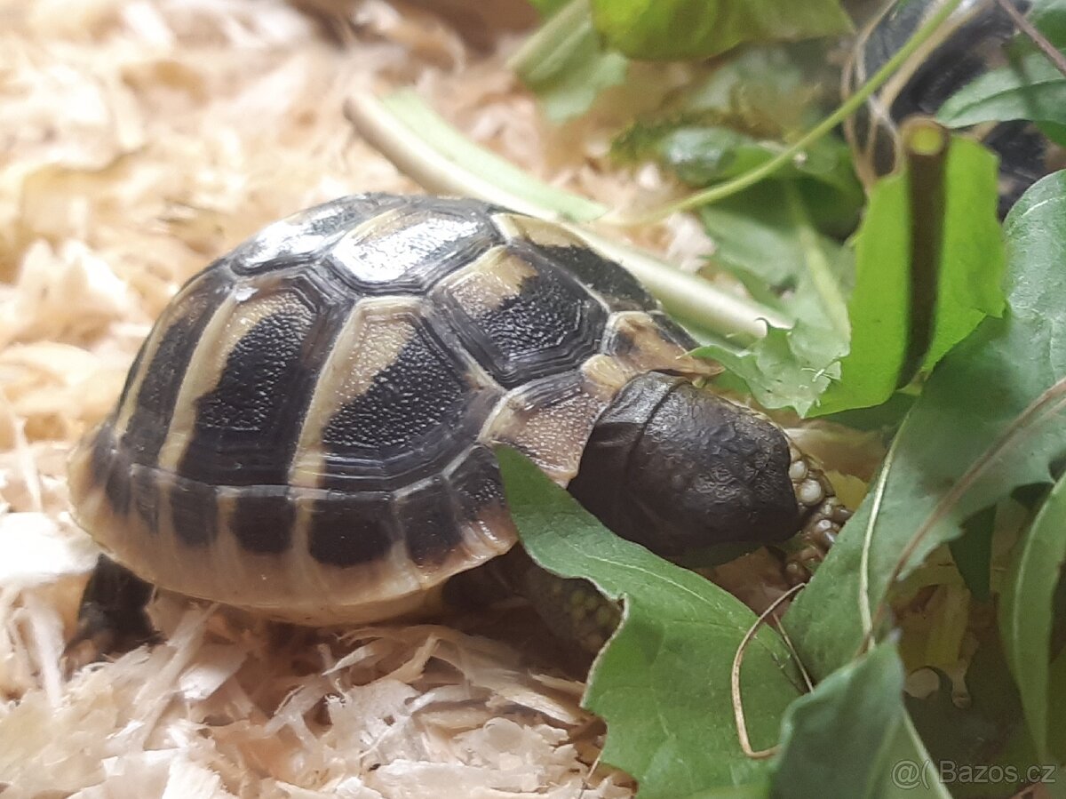 Suchozemské želvy zelenavé a žlutohnědé