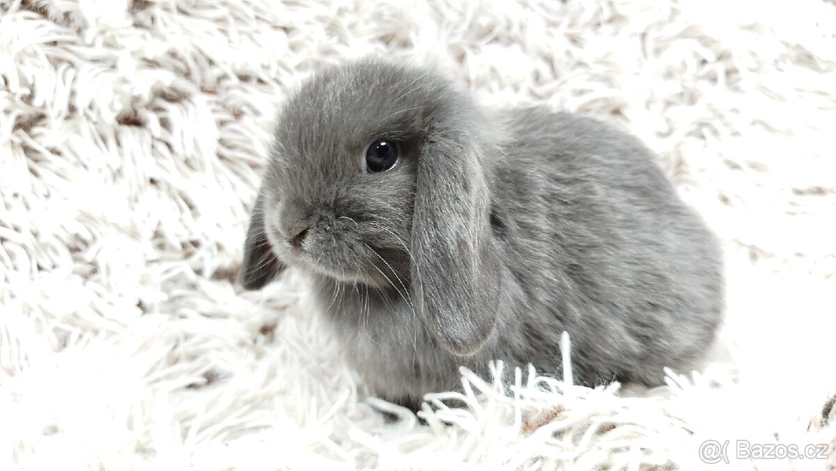Zakrslý beránek, králíček, králík - KVIDO