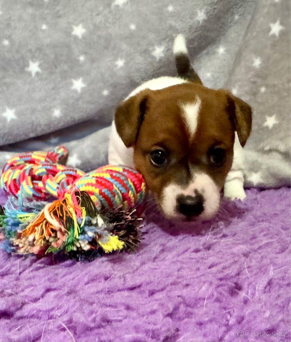 Jack Russell terier - stenata s prukazem puvodu