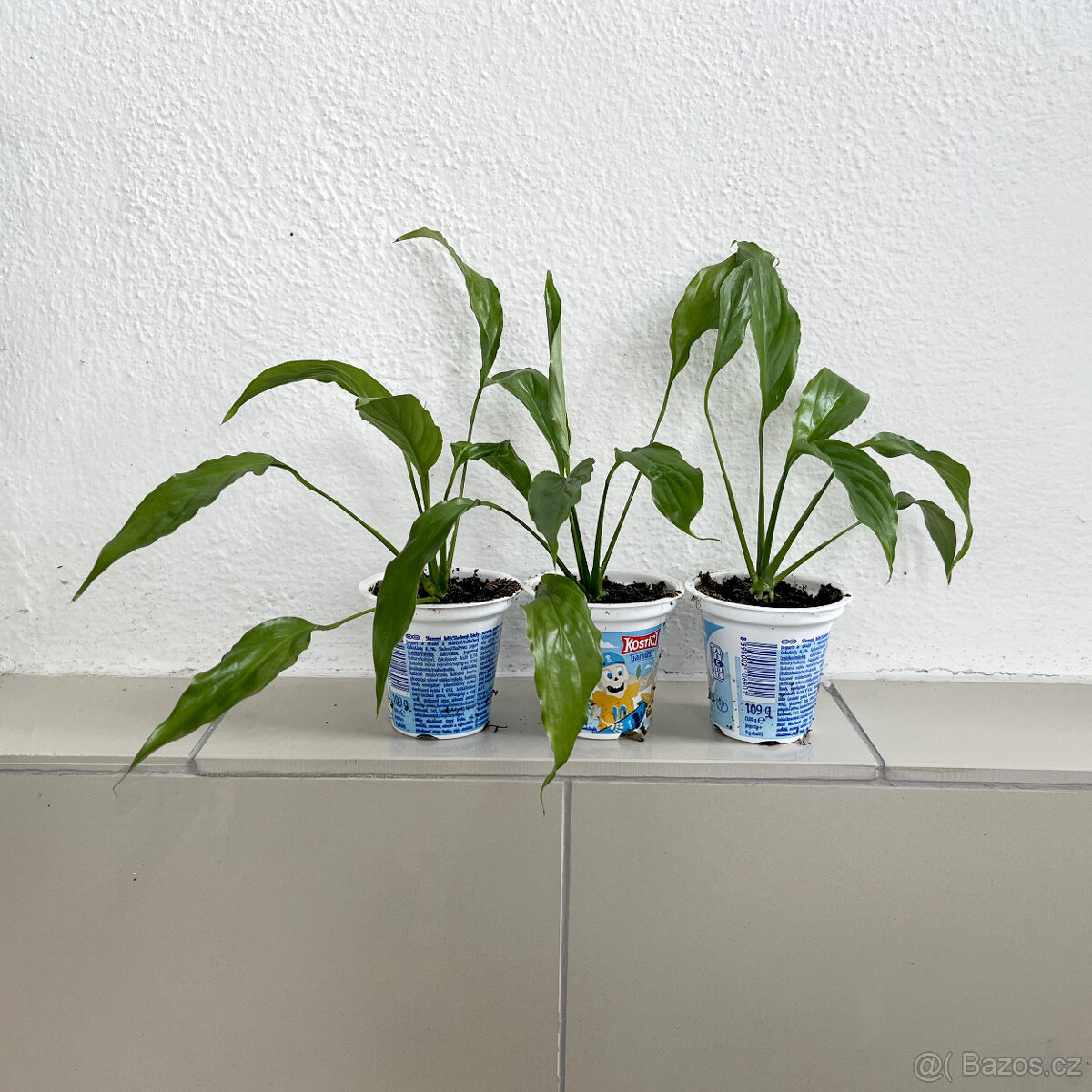 Lopatkovec - Spathiphyllum