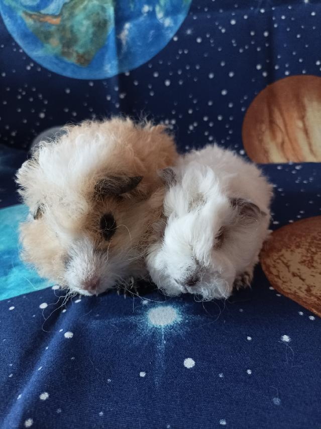 Morče,morčata Peruánec-Lunkarya z registrované Chs