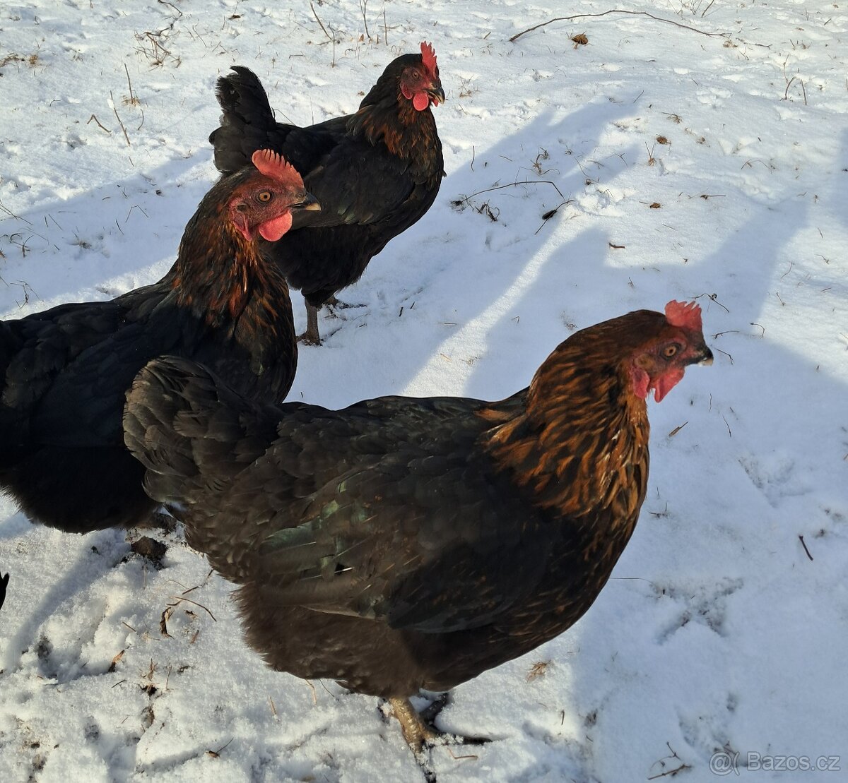 Slepice až do kurníku, 16-18 týdnů