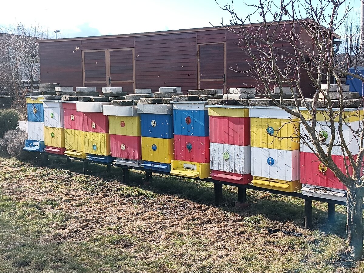 Vyzimovaná včelstva, 42 x 27,5 cm