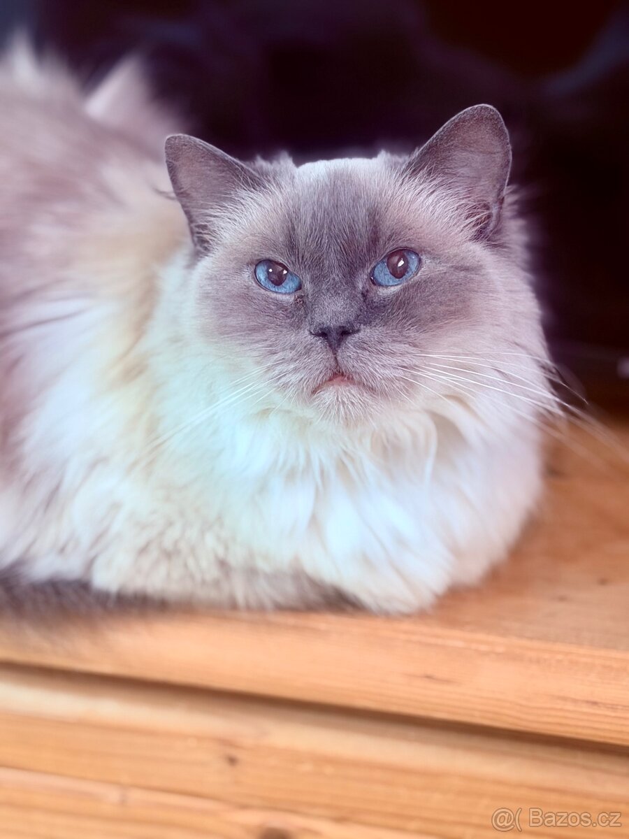 Ragdoll s PP