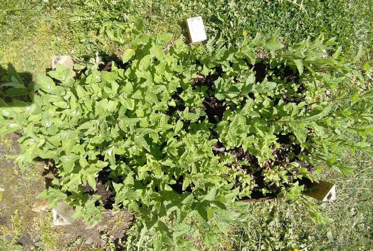 Máta mojito BIO - velký trs