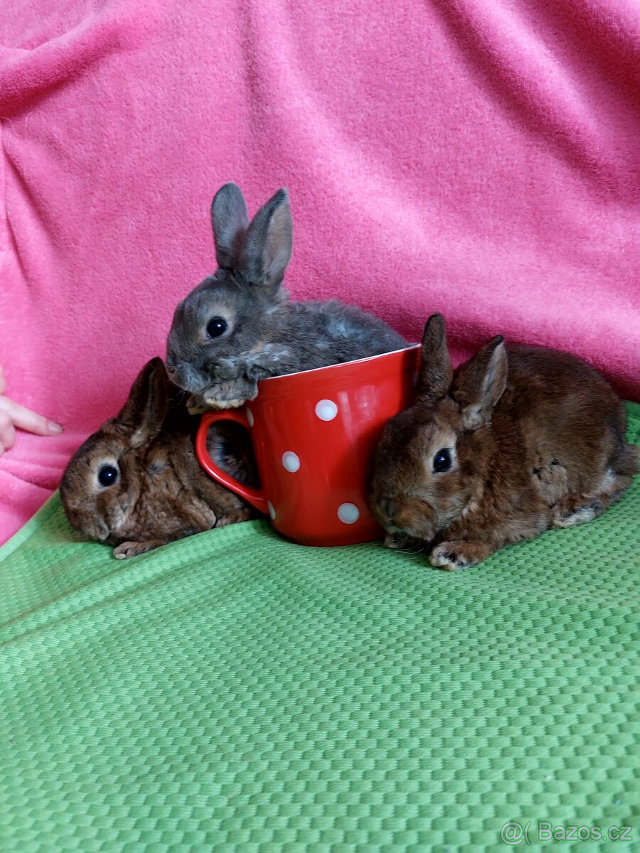 Zakrslý králík , miminka zakrslých králíčků, Rexiku