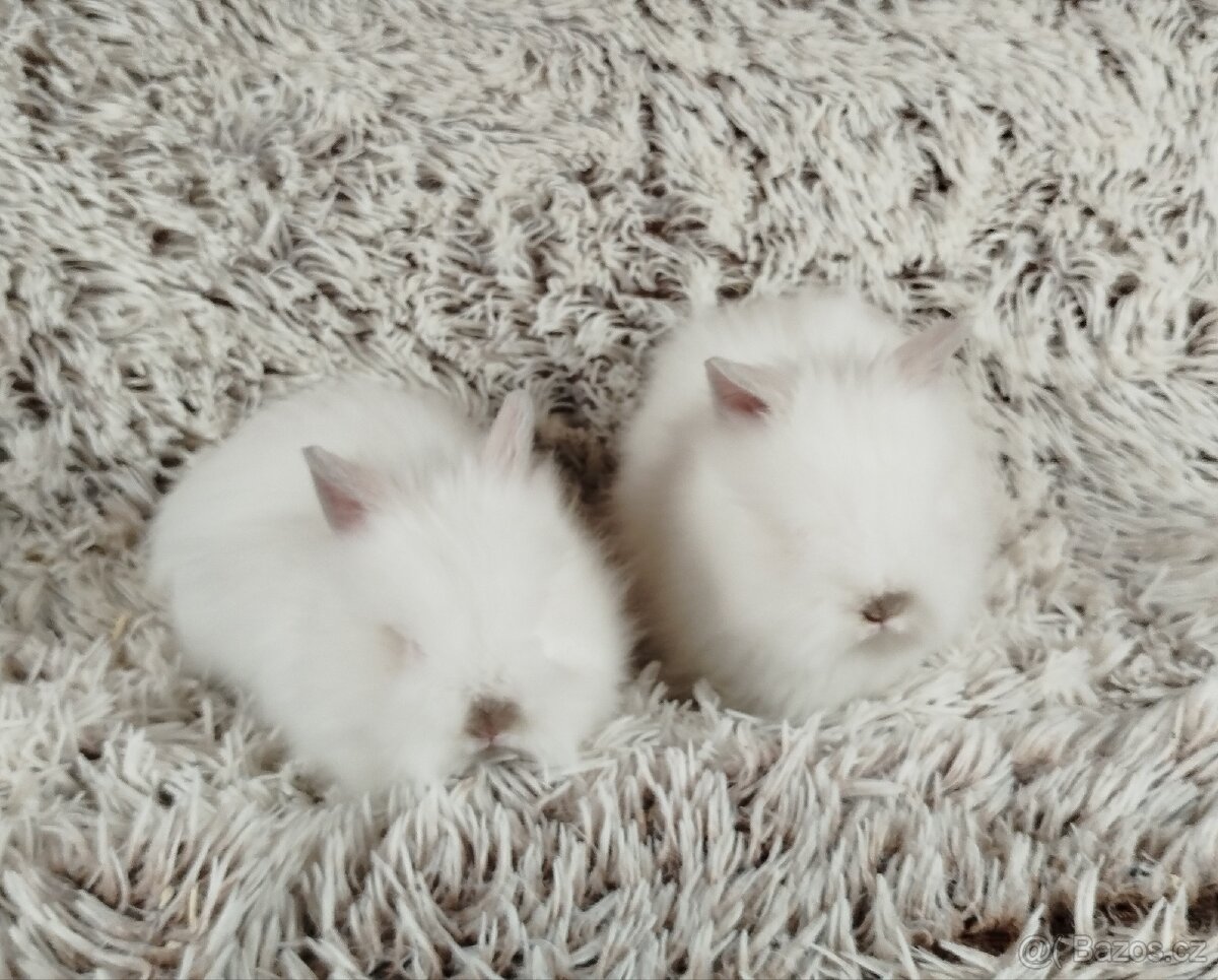 Zakrslý králík, králíček -(TEDDY)-HERBERT A HEIDY
