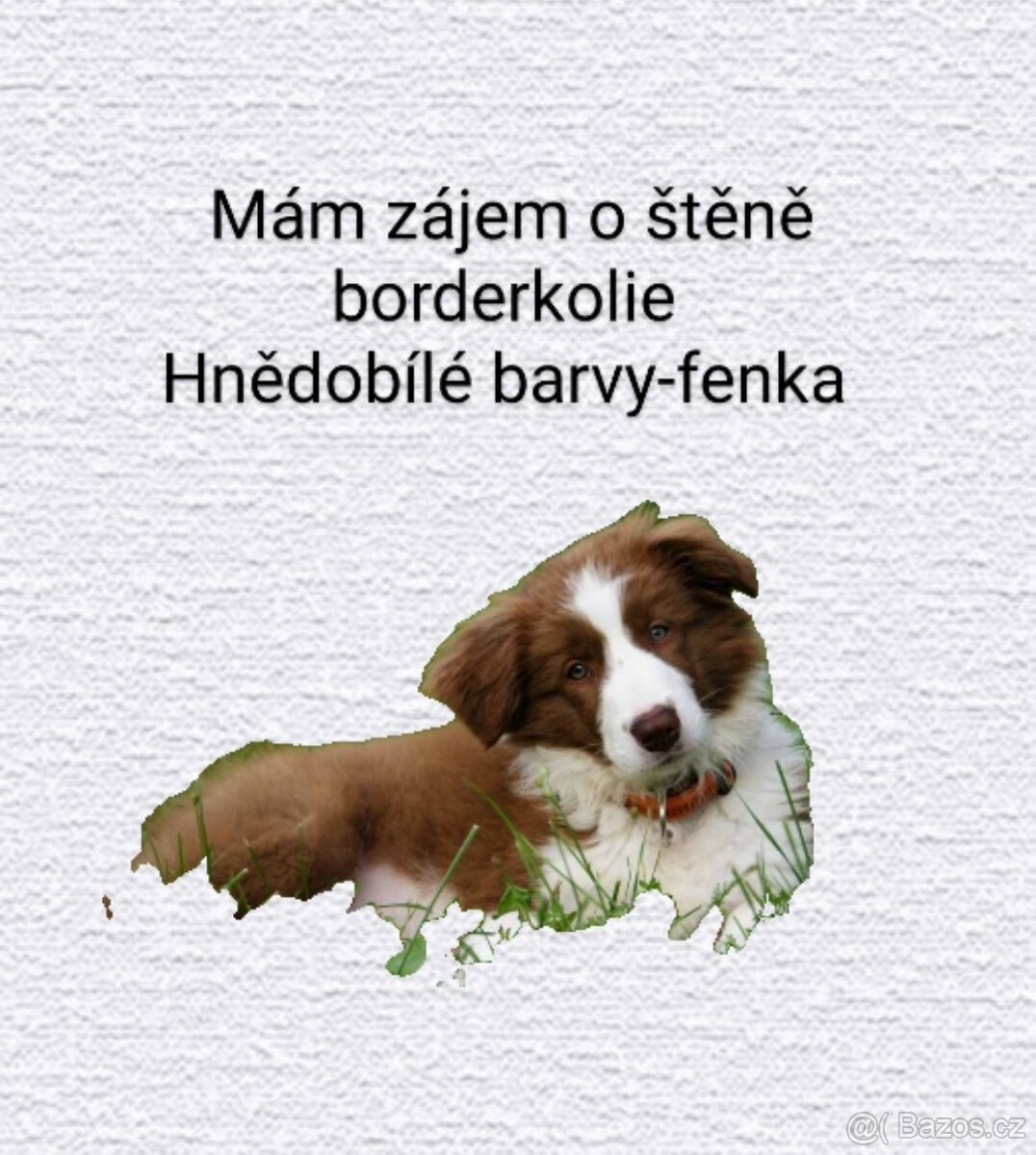 Mám zájem o štěně borderkolie-hnědobílé barvy