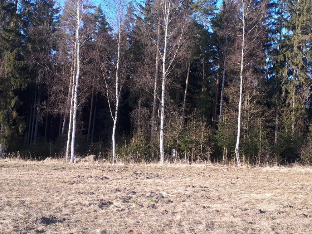 Prodám několik lesních pozemků