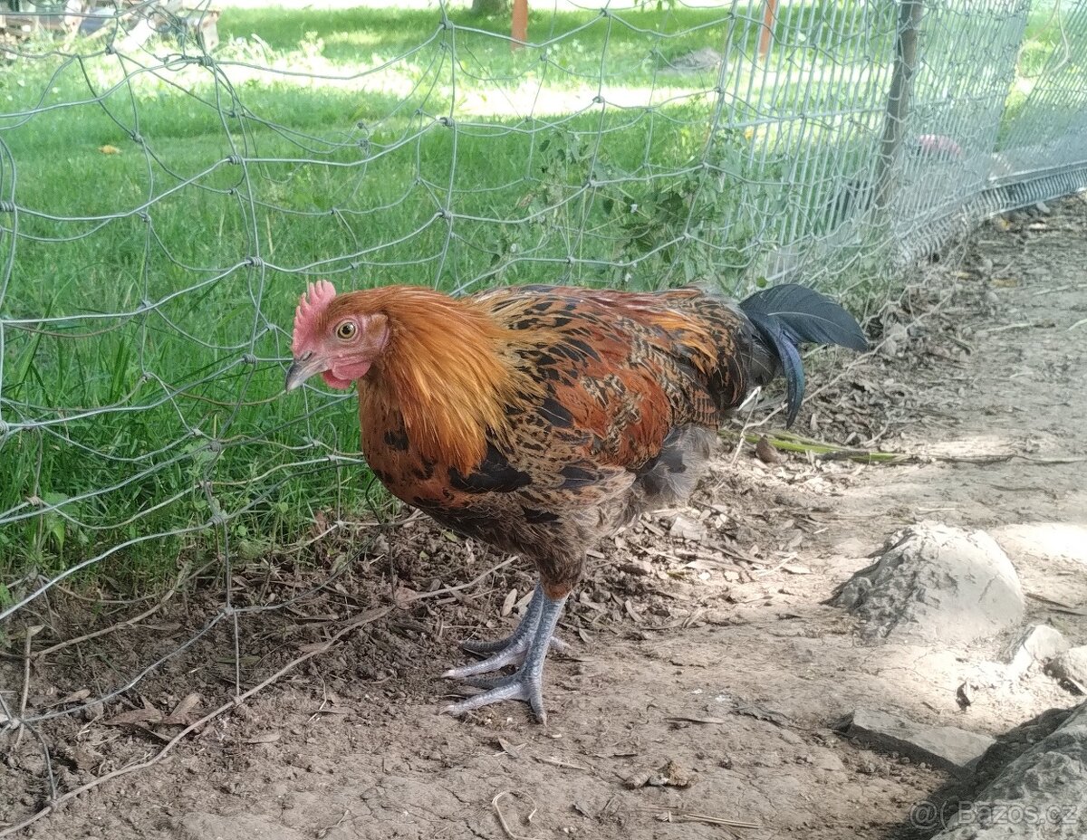 Česká zlatá kropenka