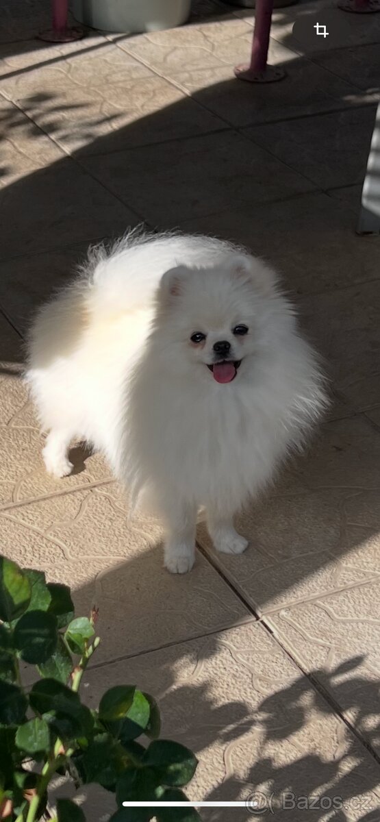 Pomeranian s PP