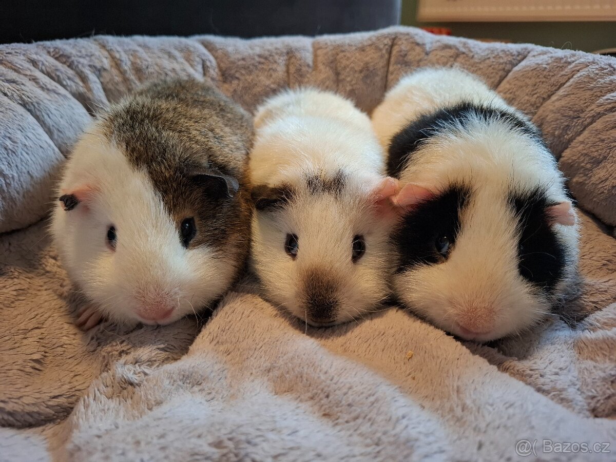 Morče - tři bráškové Zen,Bim a Puntík, US Teddy