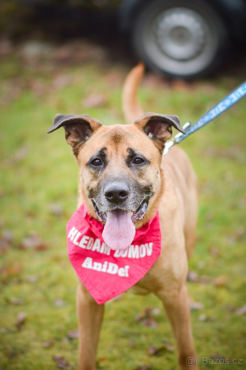 Sebastian - velký temperamentní pes, 6 let