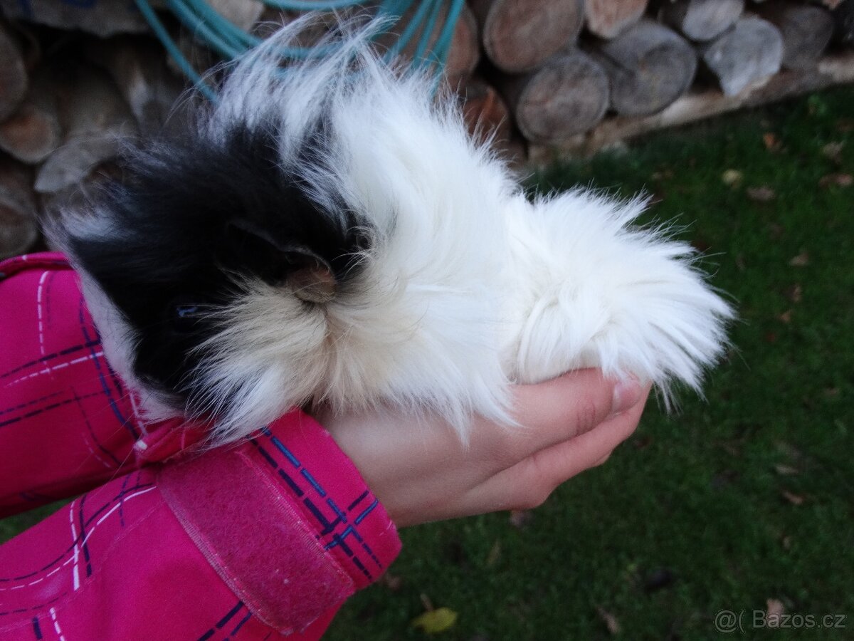 Dlouhosrsté morče, mladý sameček na mazlíka