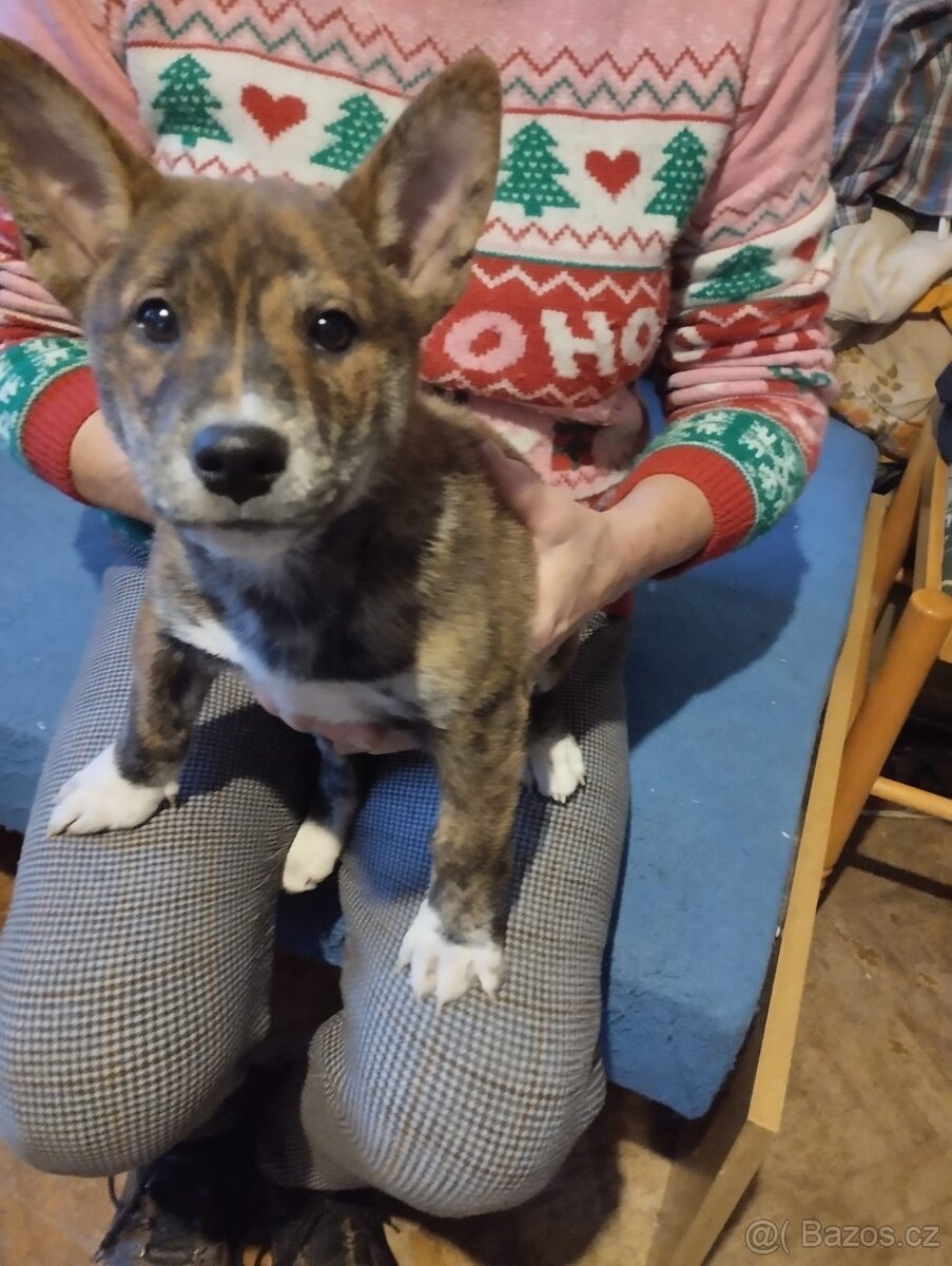 Darujeme štěňátka