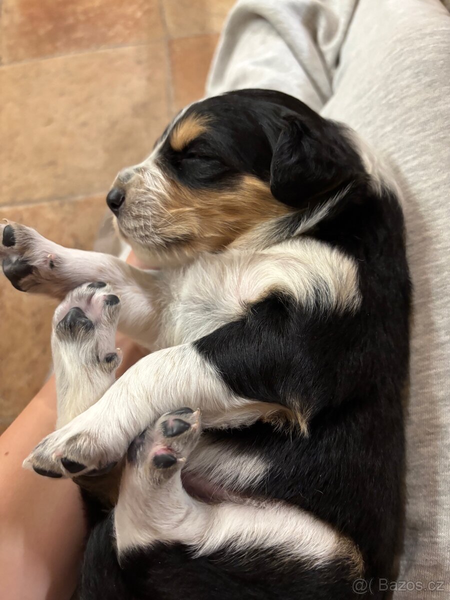 Kříženec bordelkolie