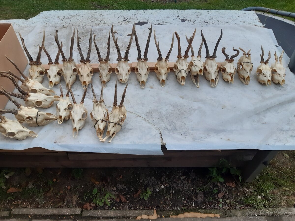 Prodám srnčí paroži